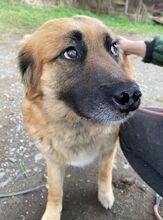 KORA, Hund, Mischlingshund in Slowakische Republik - Bild 7