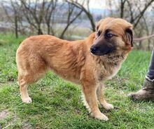 KORA, Hund, Mischlingshund in Slowakische Republik - Bild 8