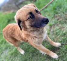 KORA, Hund, Mischlingshund in Slowakische Republik - Bild 9
