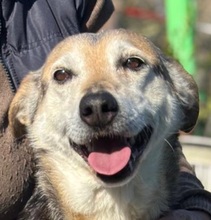 FIORELLA, Hund, Schäferhund Mischling in Italien - Bild 1