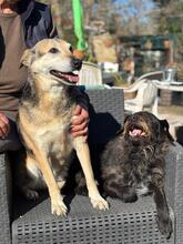 FIORELLA, Hund, Schäferhund Mischling in Italien - Bild 2