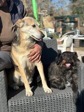 FIORELLA, Hund, Schäferhund Mischling in Italien - Bild 3