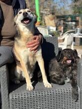 FIORELLA, Hund, Schäferhund Mischling in Italien - Bild 4