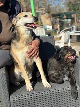 FIORELLA, Hund, Schäferhund Mischling in Italien - Bild 5