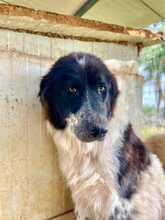 BECKY, Hund, Mischlingshund in Italien - Bild 2