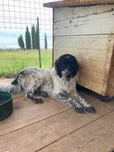 BECKY, Hund, Mischlingshund in Italien - Bild 4