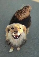 SCARLETT, Hund, Mischlingshund in Rumänien - Bild 1
