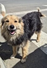 SCARLETT, Hund, Mischlingshund in Rumänien - Bild 2