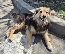 SCARLETT, Hund, Mischlingshund in Rumänien - Bild 3
