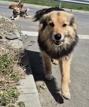 SCARLETT, Hund, Mischlingshund in Rumänien - Bild 4