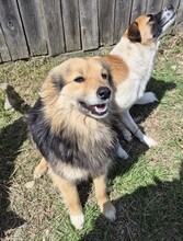 SCARLETT, Hund, Mischlingshund in Rumänien - Bild 5