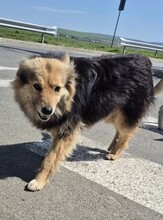 SCARLETT, Hund, Mischlingshund in Rumänien - Bild 6