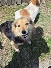 SCARLETT, Hund, Mischlingshund in Rumänien - Bild 7