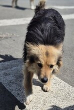 SCARLETT, Hund, Mischlingshund in Rumänien - Bild 8