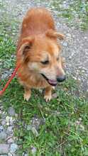 LUIGI, Hund, Mischlingshund in Rumänien
