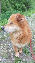 LUIGI, Hund, Mischlingshund in Rumänien - Bild 2