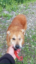 LUIGI, Hund, Mischlingshund in Rumänien - Bild 3