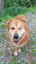LUIGI, Hund, Mischlingshund in Rumänien - Bild 4