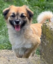 URSULEA, Hund, Mischlingshund in Rumänien - Bild 1