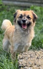 URSULEA, Hund, Mischlingshund in Rumänien - Bild 2