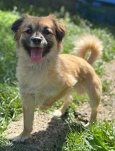 URSULEA, Hund, Mischlingshund in Rumänien - Bild 3