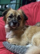 URSULEA, Hund, Mischlingshund in Rumänien - Bild 4