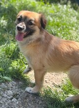 URSULEA, Hund, Mischlingshund in Rumänien - Bild 5