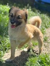 URSULEA, Hund, Mischlingshund in Rumänien - Bild 6