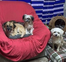 URSULEA, Hund, Mischlingshund in Rumänien - Bild 7