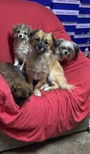 URSULEA, Hund, Mischlingshund in Rumänien - Bild 8