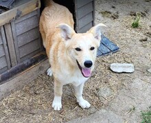 BUB1, Hund, Mischlingshund in Rumänien