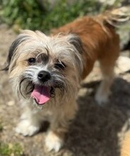 LOLITA, Hund, Mischlingshund in Rumänien