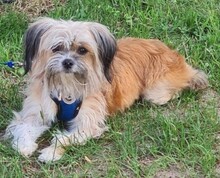 LOLITA, Hund, Mischlingshund in Zschepplin - Bild 1