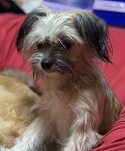 LOLITA, Hund, Mischlingshund in Zschepplin - Bild 10