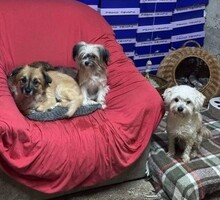 LOLITA, Hund, Mischlingshund in Zschepplin - Bild 11