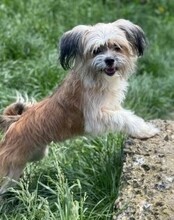 LOLITA, Hund, Mischlingshund in Zschepplin - Bild 3