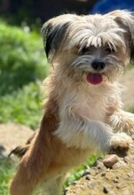 LOLITA, Hund, Mischlingshund in Zschepplin - Bild 4
