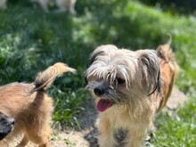 LOLITA, Hund, Mischlingshund in Zschepplin - Bild 5