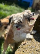LOLITA, Hund, Mischlingshund in Zschepplin - Bild 6