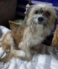 LOLITA, Hund, Mischlingshund in Zschepplin - Bild 8