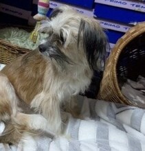 LOLITA, Hund, Mischlingshund in Zschepplin - Bild 9