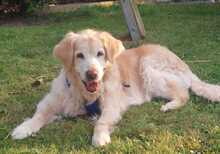 KIRA, Hund, Golden Retriever in Lahstedt - Bild 1