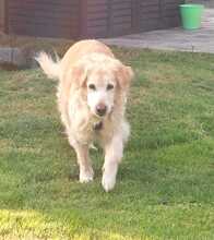 KIRA, Hund, Golden Retriever in Lahstedt - Bild 2