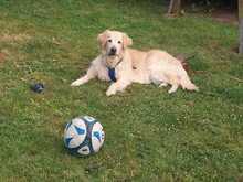 KIRA, Hund, Golden Retriever in Lahstedt - Bild 3
