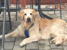 KIRA, Hund, Golden Retriever in Lahstedt - Bild 4