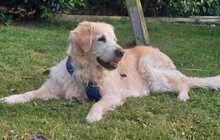 KIRA, Hund, Golden Retriever in Lahstedt - Bild 5