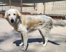 RIKU, Hund, Golden Retriever-Mi in Kroatien - Bild 10