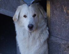 RIKU, Hund, Golden Retriever-Mi in Kroatien - Bild 14