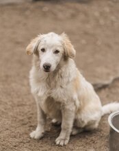 RIKU, Hund, Golden Retriever-Mi in Kroatien - Bild 15