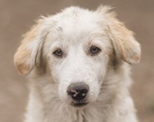 RIKU, Hund, Golden Retriever-Mi in Kroatien - Bild 16